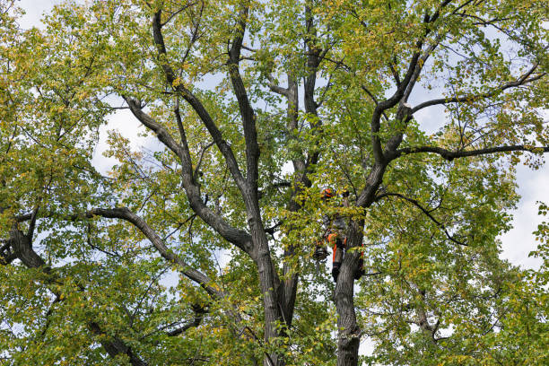 Best Fruit Tree Pruning  in Dover, OH